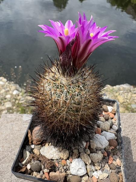Gymnocactus beguinii